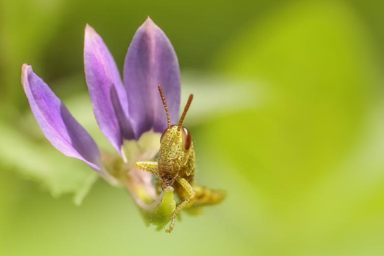 Free stock image of Grasshopper created by Pixabay