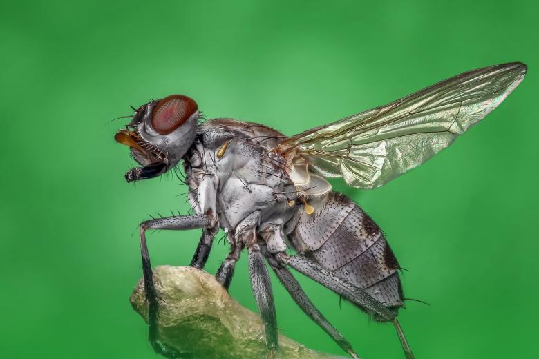 Free stock image of Housefly created by Pixabay