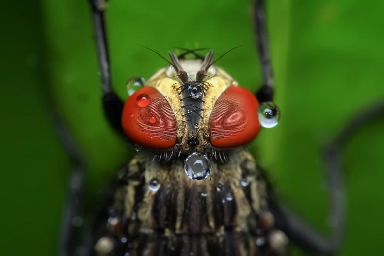 Free stock image of Housefly created by Pixabay