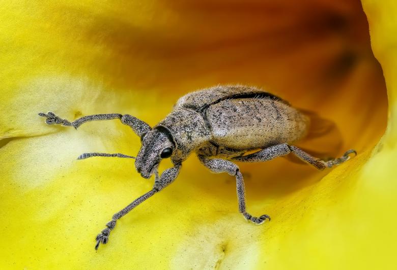 Free stock image of Insect on  the Flower created by Pixabay