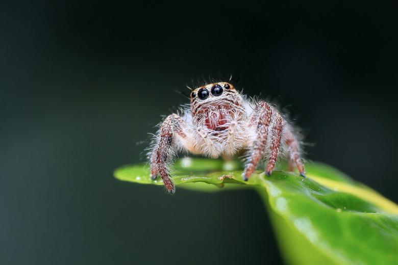 Free stock image of Jumping Spider created by Pixabay