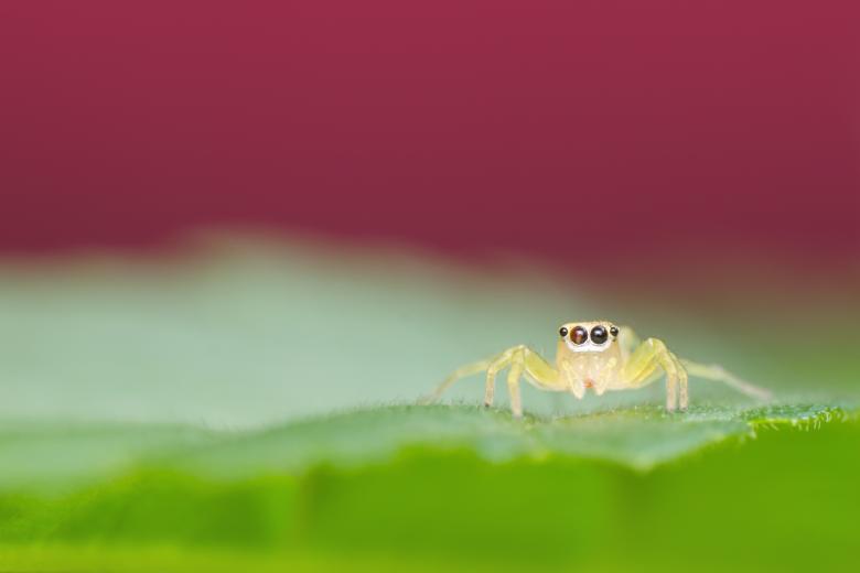 Free stock image of Spider on the Leaf created by Pixabay