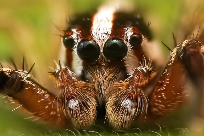 Free stock image of Up Close created by Pixabay