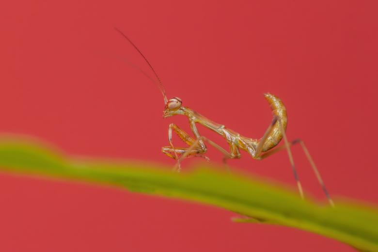 Free stock image of Mantis created by Pixabay