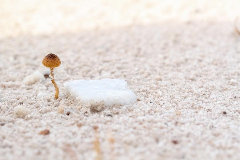 Free stock image of Mushroom created by Pixabay
