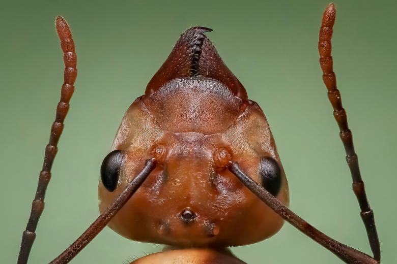 Free stock image of Queen Ant created by Pixabay