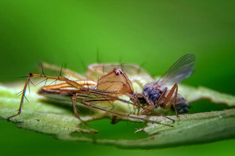 Free stock image of Prey created by Pixabay