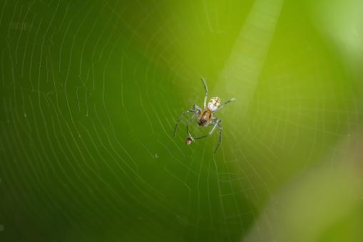 Spider Web - Free Stock Photo