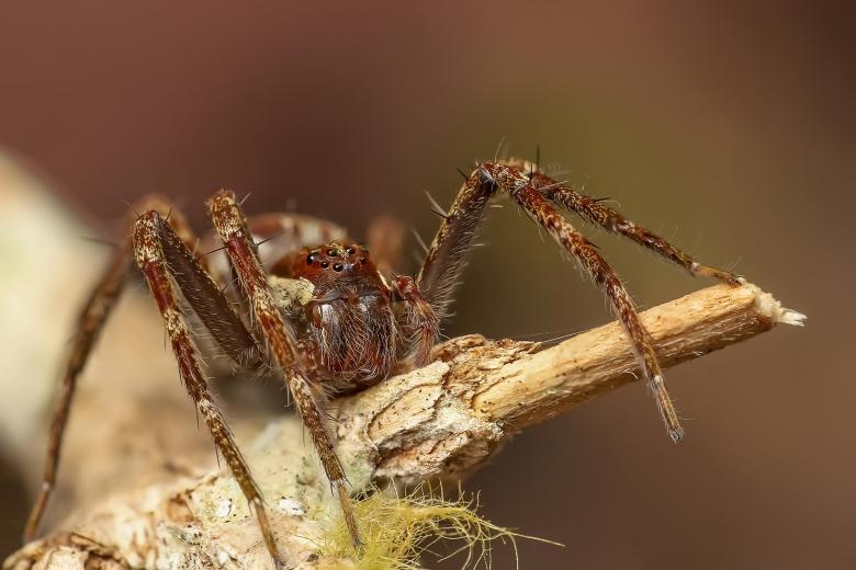 Free stock image of Brown Spider created by Pixabay
