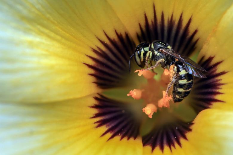 Free stock image of Wasp in the Flower created by Pixabay