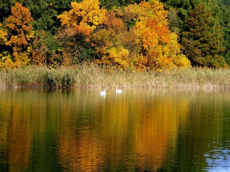 Free stock image of Ducks in the River created by Pixabay