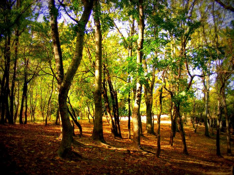 Free stock image of Woods created by Pixabay