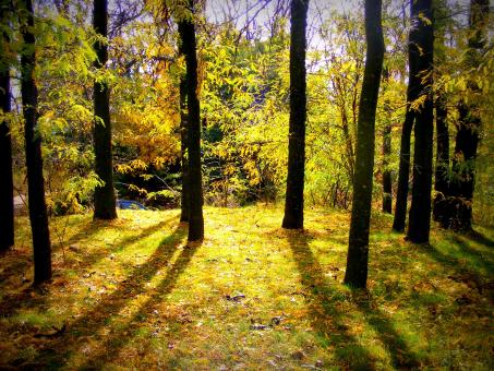 Colors of Nature - Free Stock Photo