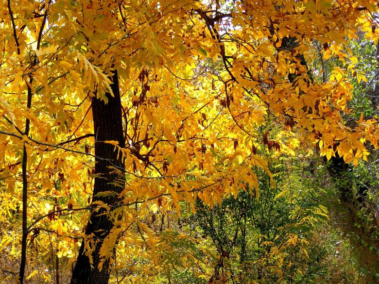 Free stock image of Autumn created by Pixabay