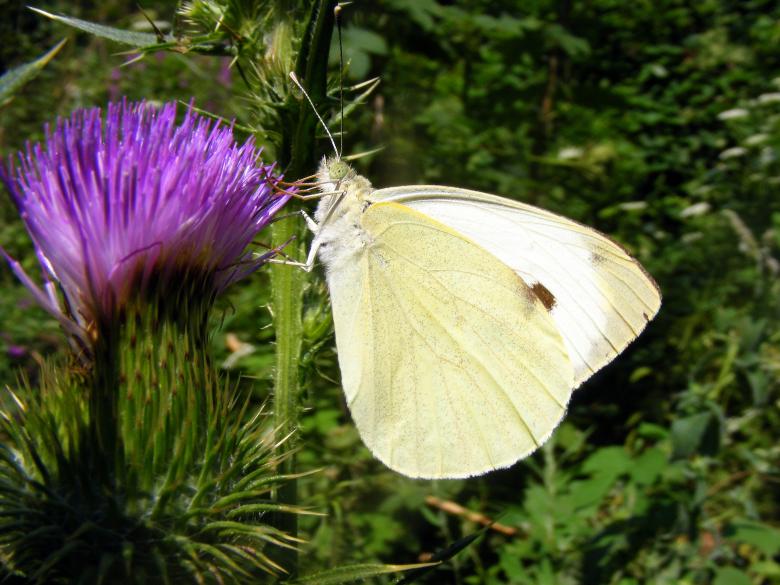 Free stock image of Brimstone Butterfly created by Pixabay