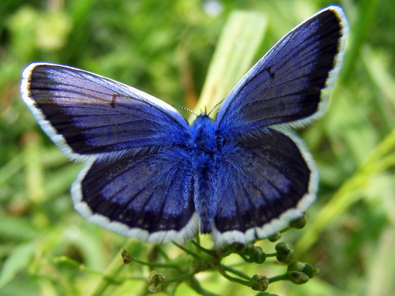 Free stock image of Blue Butterfly created by Pixabay