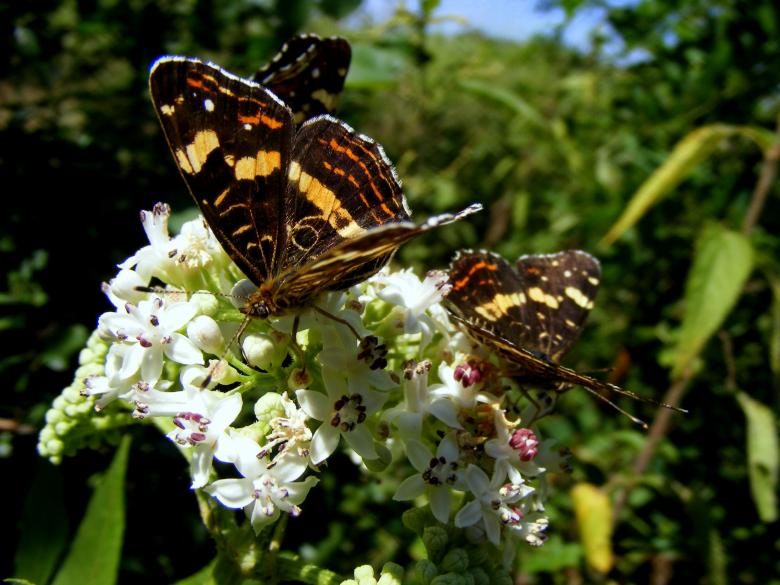 Free stock image of Brown Butterflies created by Pixabay