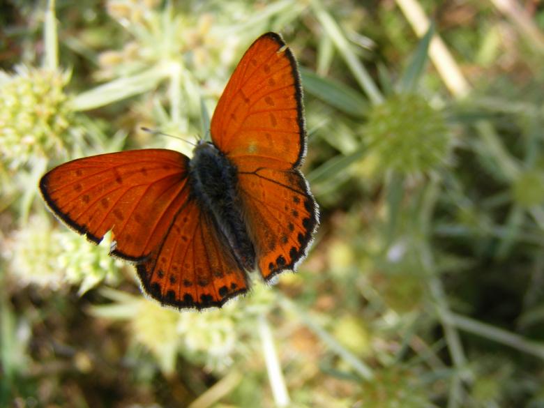 Free stock image of Orange Butterfly created by Pixabay