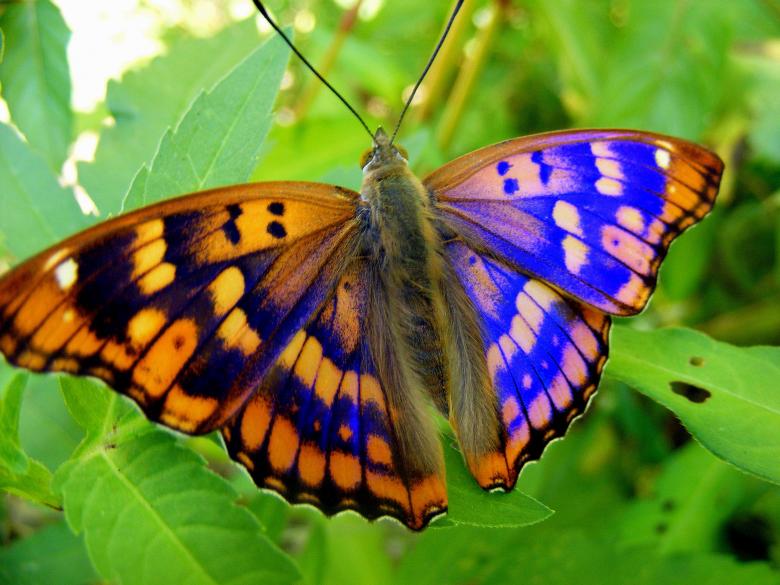 Free stock image of Colorful Butterfly created by Pixabay