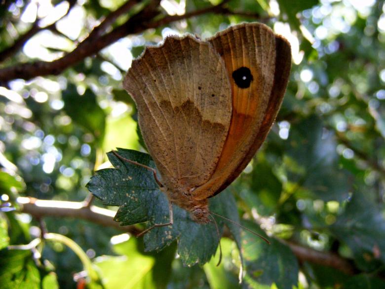 Free stock image of Large Butterfly created by Pixabay