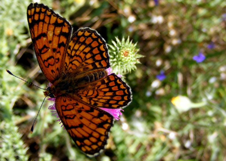Free stock image of Beautiful Butterfly created by Pixabay