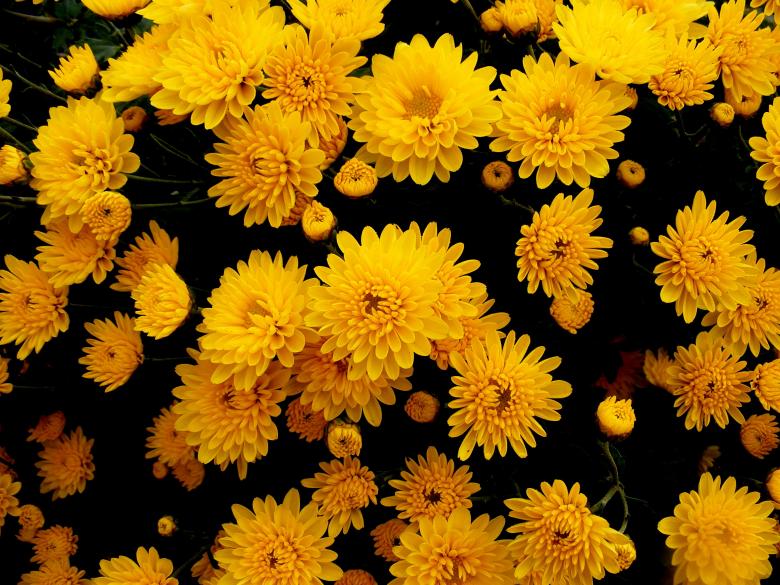 Free stock image of Chrysanthemums created by Pixabay