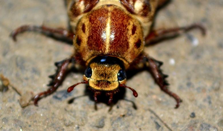 Free stock image of Cockroach created by Pixabay