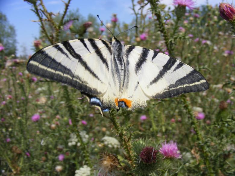 Free stock image of Dovetail Butterfly created by Pixabay