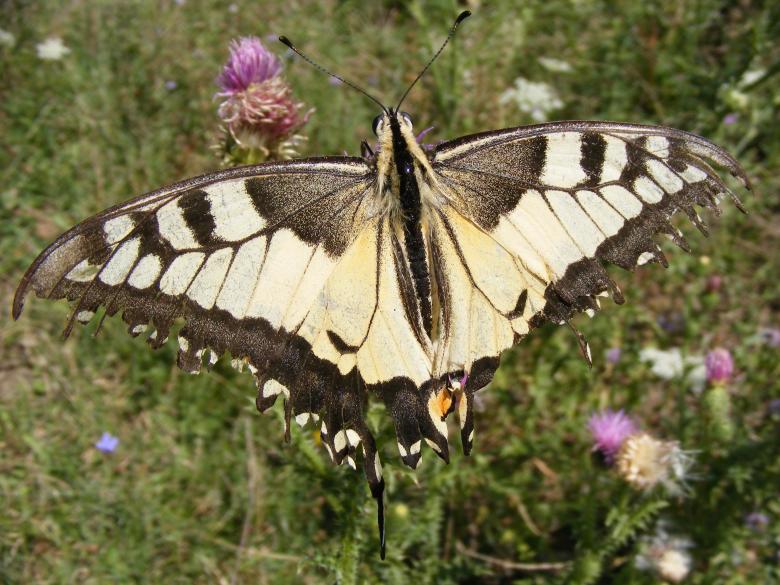 Free stock image of Dovetail Butterfly created by Pixabay
