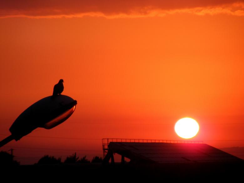 Free stock image of Bird on the Light created by Pixabay