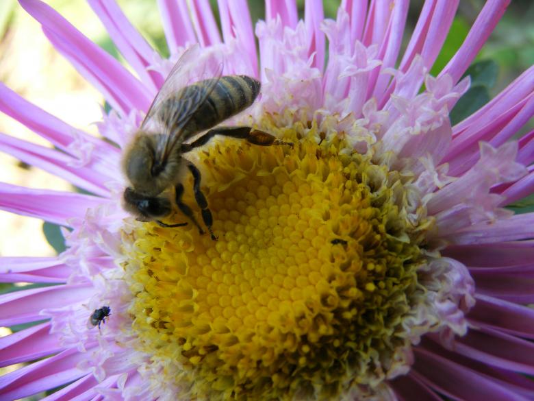 Free stock image of Bee on the Flower created by Pixabay