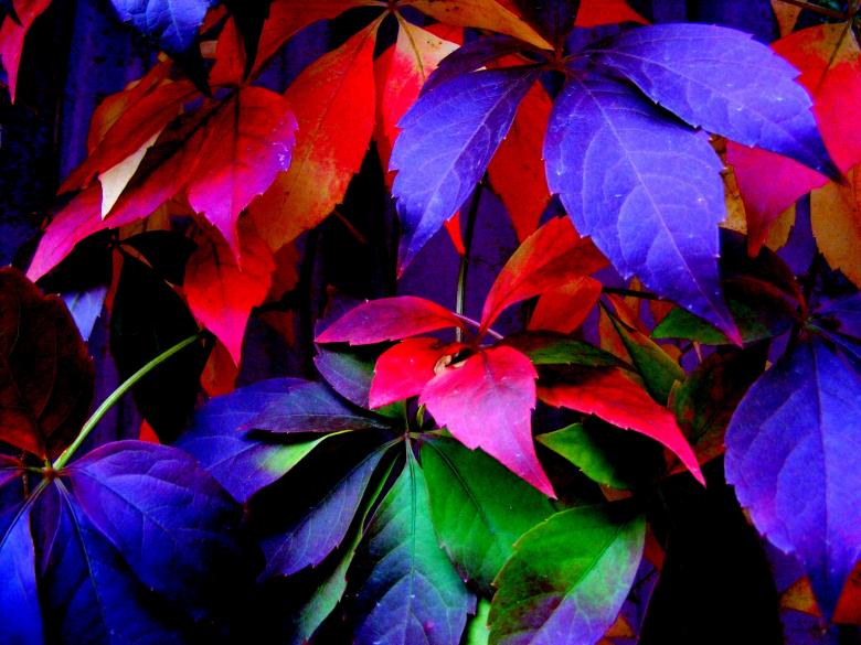 Free stock image of Colorful Leaves created by Pixabay