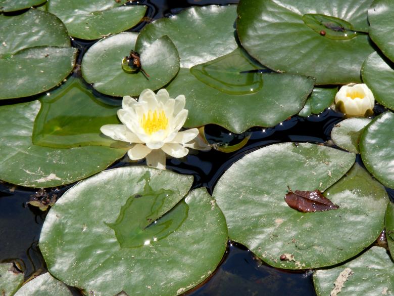 Free stock image of Water Lily created by Pixabay