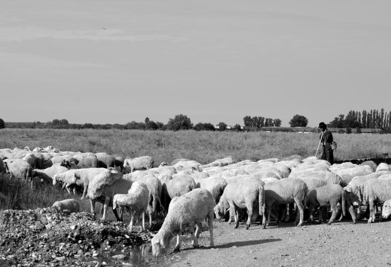 Free stock image of Herd Feeding created by Pixabay