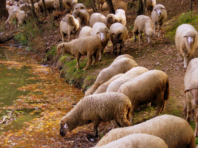 Free stock image of Herd created by Pixabay
