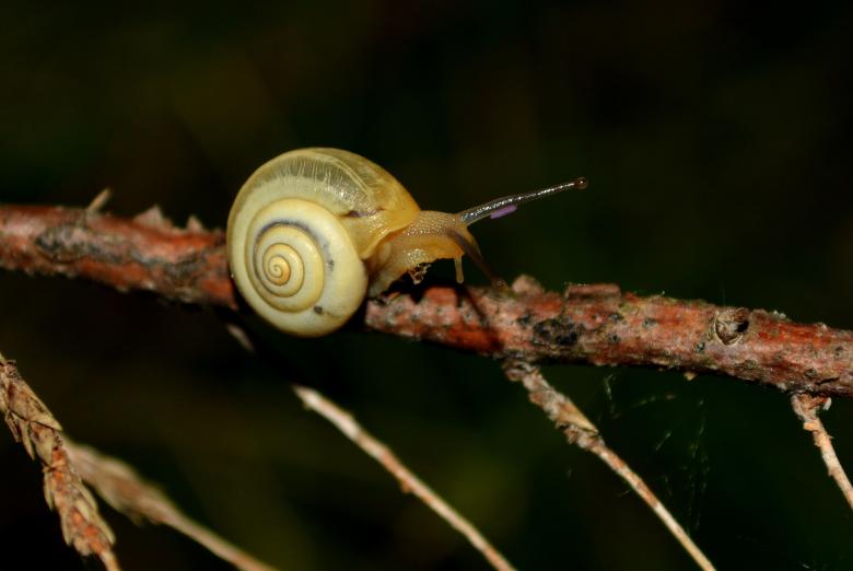 Free stock image of Crawler created by Pixabay
