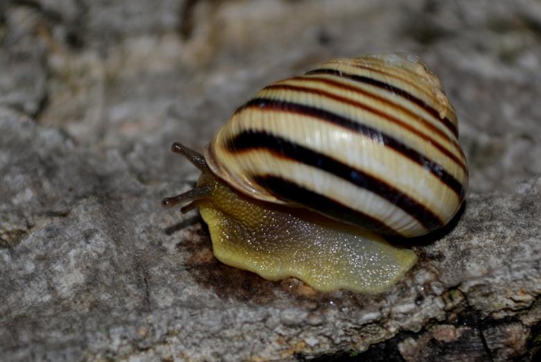 Free stock image of Crawl created by Pixabay