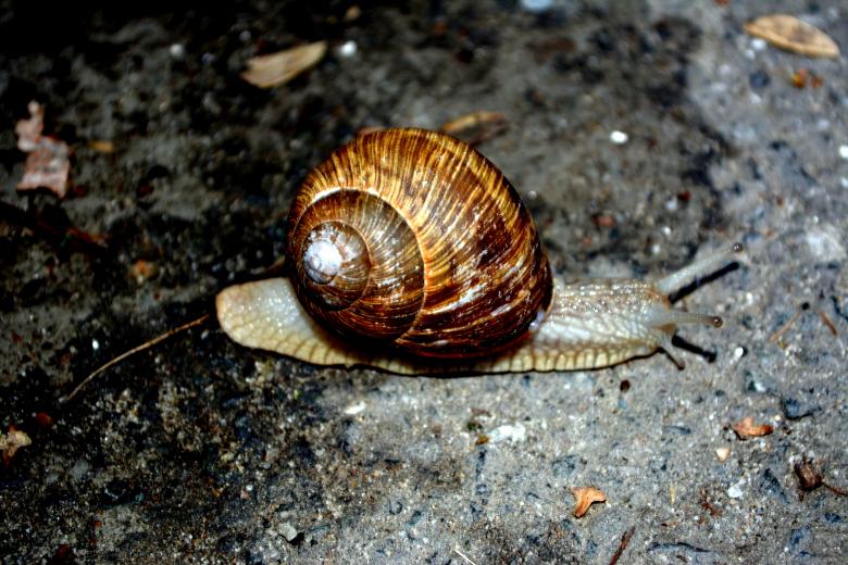 Free stock image of Snail created by Pixabay
