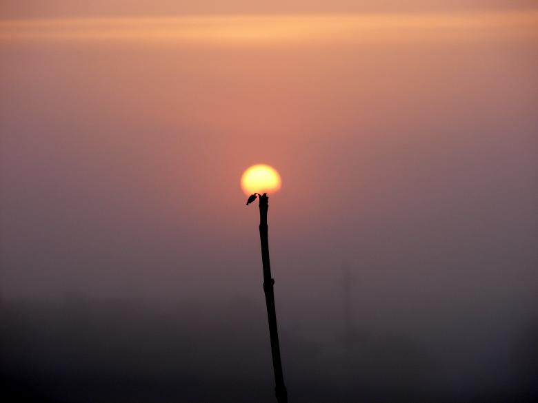 Free stock image of Caption created by Pixabay