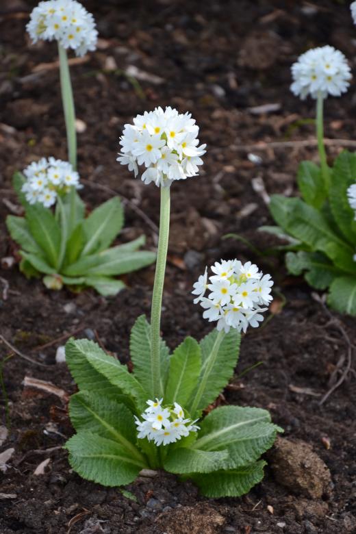 Free stock image of Drumstick primrose created by Tomas Adomaitis