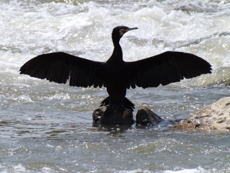 Free stock image of Bird created by Pixabay