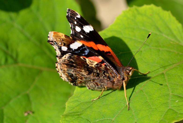 Free stock image of Butterfly created by Pixabay