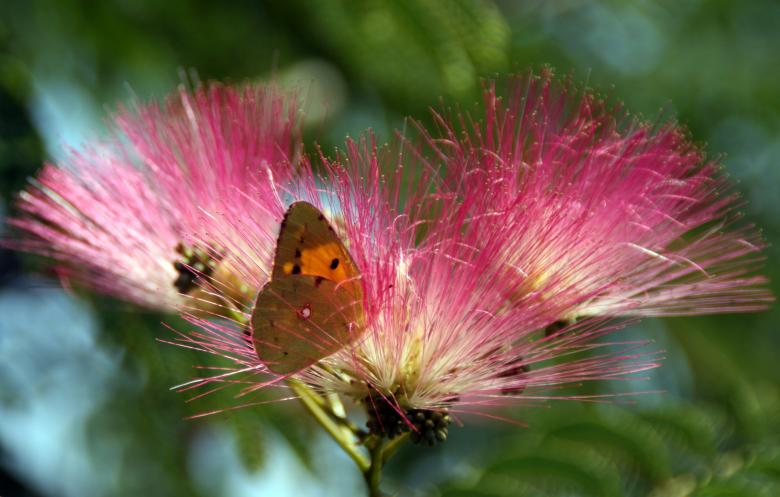 Free stock image of Butterfly created by Pixabay