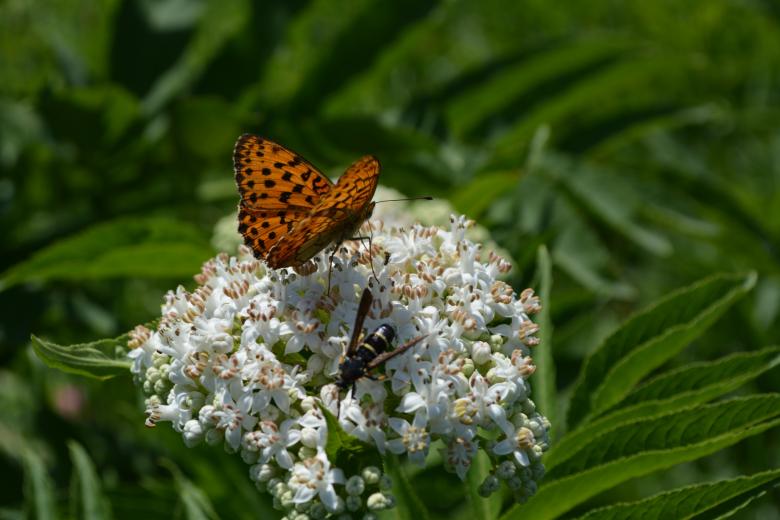 Free stock image of Insect created by Pixabay