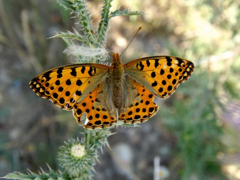 Free stock image of Butterfly created by Pixabay