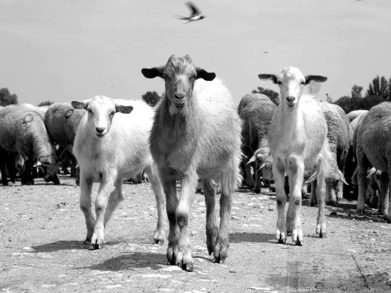 Free stock image of Capra created by Pixabay