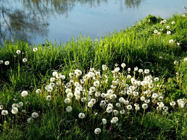 Free stock image of Dandelion created by Pixabay