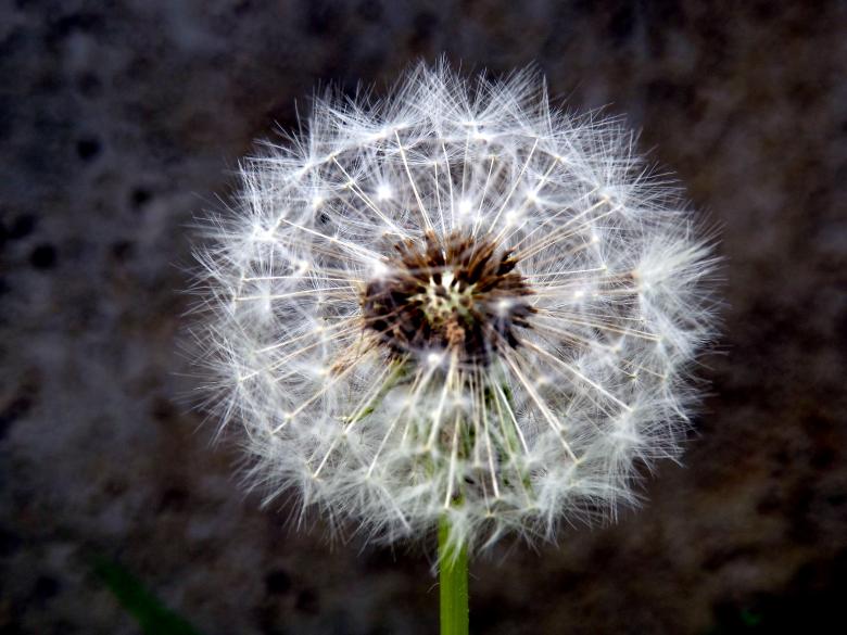 Free stock image of Dandelion created by Pixabay