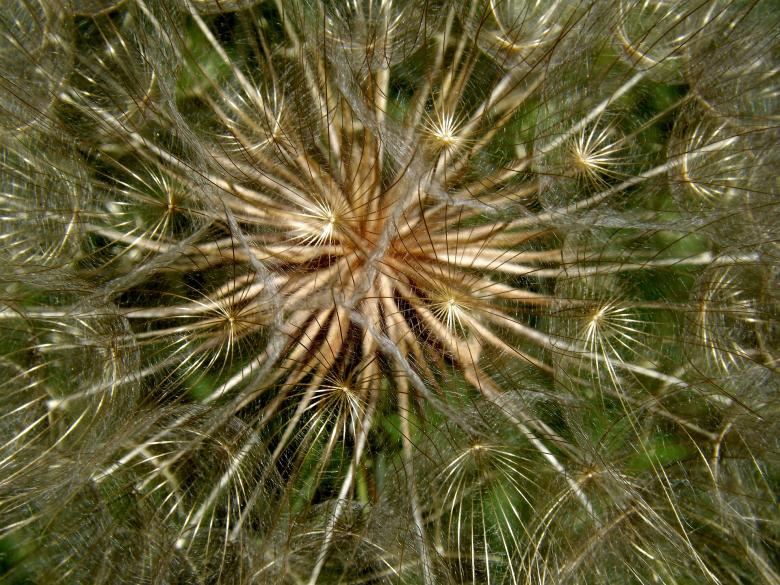 Free stock image of Dandelion created by Pixabay
