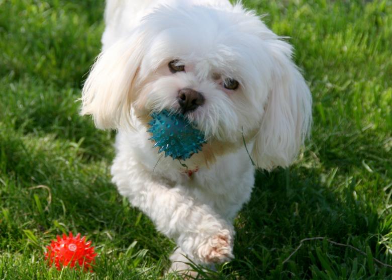 Free stock image of Dog created by Pixabay